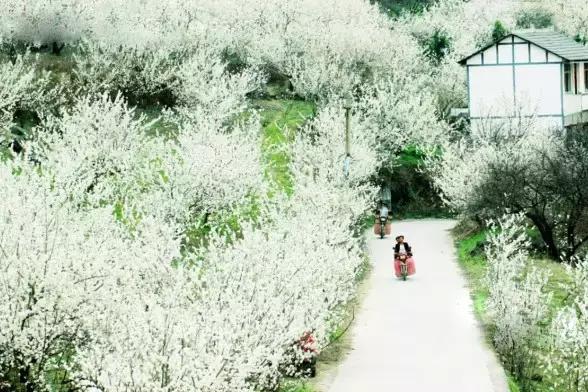 自驾租车织金美景